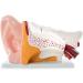 Human Ear Anatomy Model 5 Times Life Size 6 Part Ear Model Anatomical Structure Detachable Medical Training Support - Buy Online on SooperMarket.com