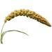 SIPW - Small Animal Hamster Caged Bird Budgie Millet Sprays Sprigs (5 x Sprays of Millet) - Buy Online on SooperMarket.com