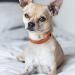 Tagme Personalized Dog Collar for Small Dogs - Embroidered Reflective Nylon with Pet Name & Phone Number - Orange (1 Pack) - Buy Online on SooperMarket.com