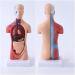Human Body Torso Model - Half Body Torso Model 28 cm with Organs - Detachable Medical Education Model 19 Pieces -for Training aid Medical - Buy Online on SooperMarket.com