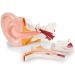 Human Ear Anatomy Model 5 Times Life Size 6 Part Ear Model Anatomical Structure Detachable Medical Training Support - Buy Online on SooperMarket.com