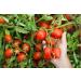 Mutti Triple Concentrated Italian Tomato Paste Tube 6.53oz - Pack of 1 | Premium Quality Tomato Paste - Buy Online on SooperMarket.com