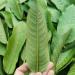 Fresh Organic Guva Leaves | Approx 10G Jumbo | Guva Leaf For Medical | Use Diabetes & Skin Care| Indian Origin|Next Day Shipping By Seelans - Buy Online on SooperMarket.com