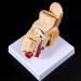 Desk Model Human Anatomy Ear 1.5-fold Size Model of Medical PVC Plastic - Buy Online on SooperMarket.com