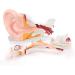 Human Ear Anatomy Model 5 Times Life Size 6 Part Ear Model Anatomical Structure Detachable Medical Training Support