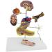 Model Model of Diabetes Complications Heart Pancreas Brain Neuron Model Foot Medical Communication Aids for The Diabetes Demonstration - Buy Online on SooperMarket.com