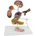 Model Model of Diabetes Complications Heart Pancreas Brain Neuron Model Foot Medical Communication Aids for The Diabetes Demonstration