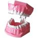 LBYLYH Dental Implant Teeth Brush Model Oral Care Products Dental Template Early Childhood Education - Standard Model Dental Template