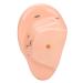 Buy Ear Massage Acupuncture Model | Safe PVC Material for Home Medicine | International Shipping - Buy Online on SooperMarket.com