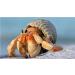 Avalon Cosmetic Packaging Assorted Spiral Seashells 12 Pcs Mixed Medium/Large Size Shells - Perfect for Hermit Crabs - with round opening: 0.5''-1.0'' width. - Buy Online on SooperMarket.com