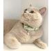 Animal Outfitters UK Purrfect Pastel Collection Cat Collar | Mint Silver Bell | Adjustable Breakaway Kitten Collar - Buy Online on SooperMarket.com