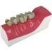 Buy LBYLYH Teeth Adult Replica Model - Realistic Dental Teaching Tool | Removable Tissues for Education & Practice - Buy Online on SooperMarket.com