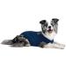 MPS Medical Pet Shirt for Medium+ Dogs - Blue | Quality Recovery Wear for Pets - Buy Online on SooperMarket.com