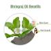 Pure Salvia Bhringraj Oil (Eclipta alba) - 100% Natural Cold Pressed Essential Oil for Aromatherapy Skin & Hair Care - Therapeutic Grade 3.38 fl oz - Buy Online on SooperMarket.com