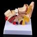 Desk Model Human Anatomy Ear 1.5-fold Size Model of Medical PVC Plastic - Buy Online on SooperMarket.com