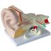 Human Ear Anatomy Model Detachable 3 Pieces 4 Times Life Size Medical Training Support
