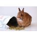 Small Pet Select Rabbit Food Pellets 10lb - Premium Nutrition for Rabbits - Buy Online on SooperMarket.com