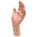Acupuncture Hand Model Reflexology Acupoint Study Kit