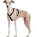 Buy HUNTER Vario Rapid Safety Harness 48-70 cm - Black | International Shipping Available - Buy Online on SooperMarket.com