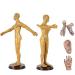 Human Acupuncture Template - Traditional Chinese Medicine Meridian and Acupoint Teaching Model - Man and Woman Acupuncture with Points