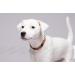 100% Baltic Amber Necklace & Collar for Dogs - Natural Tick Protection | Handmade in Lithuania - Buy Online on SooperMarket.com