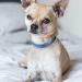 Buy Tagme Personalized Dog Collar for Small Dogs - Embroidered Reflective Nylon Sky Blue XS (1 Pack) - Custom Pet Name & Phone Number - Buy Online on SooperMarket.com