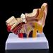 Ear Human Anatomy Model 1.5 Times Life Size Medical Training Support - Buy Online on SooperMarket.com
