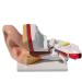 Human Organ Anatomical Model of The Ear Medical Teaching Model Ear Anatomy Medicine Ear Model Detail Display Outside Medium Inner Ear 3 Times Enlarged