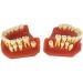 LBYLYH Standard Dental Model - Educational Teeth Model for Children & Adults | Perfect for Studios & Study Tools - Buy Online on SooperMarket.com