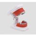 LBYYH Teeth Orthodontic Model - Dental Demonstration Tool for Patient Communication | Ideal for Schools & Clinics - Buy Online on SooperMarket.com