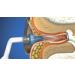 40 Bionix OtoClear Tips - Ear Wax Removal & Cleaning System - Buy Online on SooperMarket.com
