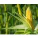 Organic Super Sweet Corn  8 Ounces - Freeze-Dried Kernels  Non-GMO  Kosher  Raw  Healthy Snack  Bulk  Grown in the USA 0.5 Pounds - Buy Online on SooperMarket.com
