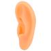 Ear Display Mould Waterproof Silicone Educational Professional Ear Model for Hospital(Right)