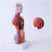 Human Body Torso Model - Half Body Torso Model 28 cm with Organs - Detachable Medical Education Model 19 Pieces -for Training aid Medical - Buy Online on SooperMarket.com