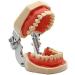 LBYLYH Dental Typodont Model - Standard with 28 Teeth & Gums for Teaching & Practice | Ideal for Dental Students - Buy Online on SooperMarket.com