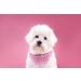 Lionet Paws Halloween Dog Bandana - Triangular Scarf for Small Medium & Large Dogs - Ghost Design (Pack of 1) - Buy Online on SooperMarket.com
