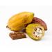 Cacao fruit - cocoa pods - Exotic fruit - Fresh from the Caribbean - Sourced by My Exotic Fruit