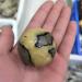 Natural Crystal Rough Ornament 1pc Natural Crystal Quartz Septarian Jasper Ball for Decoration for Fengshuifor Fengshui Decoration Gift Decoration 1pc 40-50mm