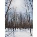 47 North Canadian Organic Maple Syrup - Grade A Dark Robust - 250g - Buy Online on SooperMarket.com