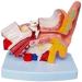 Human Anatomy Model Ear Model for Desktop 1.5 Times its Size NATU Medical Training Support - Buy Online on SooperMarket.com