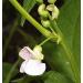 Organic Navy Beans 5LB Bulk - Non GMO, Raw & Vegan - 5 Pound Pack - Buy Online on SooperMarket.com