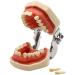 LBYLYH Of Teeth Dental Typodont Standard Model With 28 Teeth And Gums For Tendering Practice Teaching