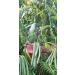 Premium Madagaskar Bourbon Vanilla Beans - Minimum 13 cm, Pack of 15 - Buy Online on SooperMarket.com