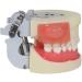 Professional Dental Model for Incision & Drainage of Abscess - Ideal for Students & Educators | International Shipping - Buy Online on SooperMarket.com