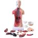 Human Body Torso Model - Half Body Torso Model 28 cm with Organs - Detachable Medical Education Model 19 Pieces -for Training aid Medical