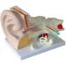 Human Ear Anatomy Model Detachable 3 Pieces 4 Times Life Size Medical Training Support - Buy Online on SooperMarket.com