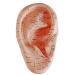 Geynutaly English Version Ear Acupuncture Earpins Model Model Auricular Application Model Ear Acupuncture Points Model
