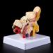 Desk Model Human Anatomy Ear 1.5-fold Size Model of Medical PVC Plastic - Buy Online on SooperMarket.com