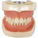 LBYLYH Dental Typodont Model - Standard with 28 Teeth & Gums for Teaching & Practice | Ideal for Dental Students - Buy Online on SooperMarket.com