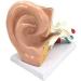 Human Anatomy Model Ear 5 Times Life Size 3 Pieces Model Anatomical Structure Detachable Ear Training for Aid - Buy Online on SooperMarket.com